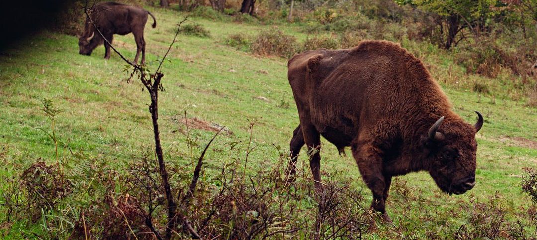 Teverga: búfalos, chigres y caballos prehistóricos