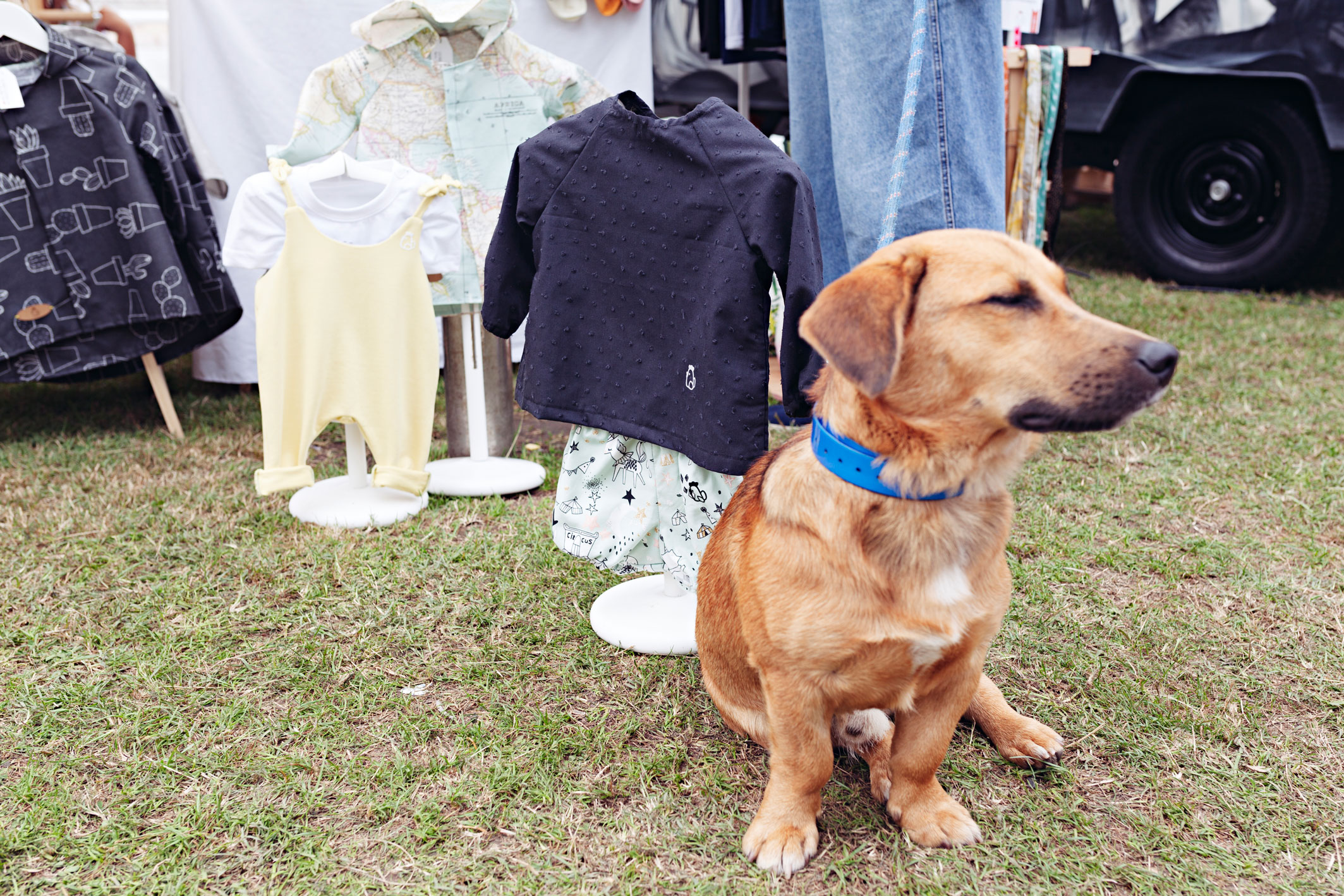 Eventos que admiten mascotas