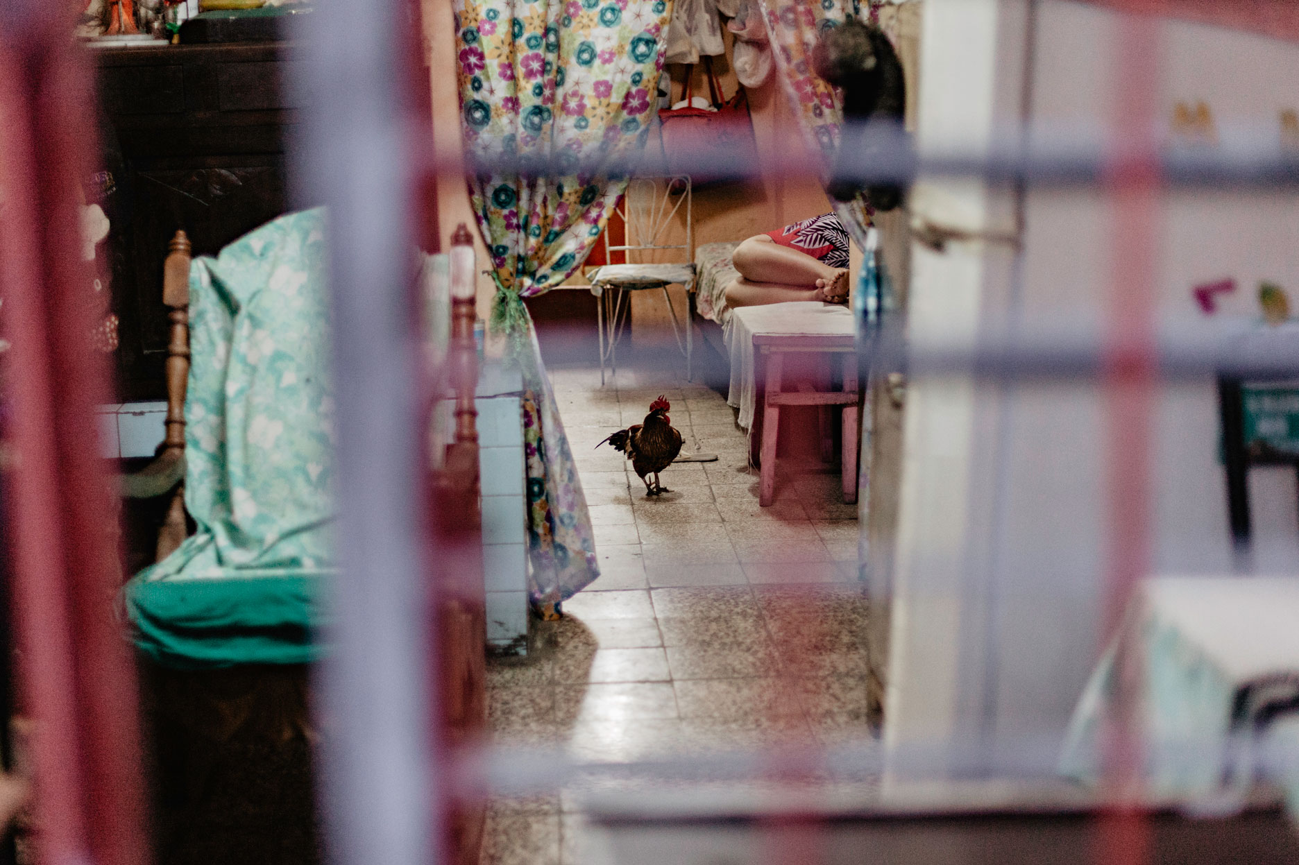 Gallinas en La Habana