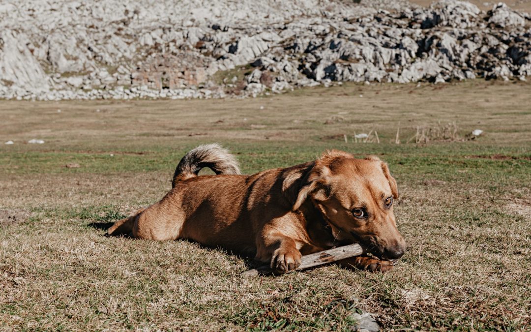 Chido el perro