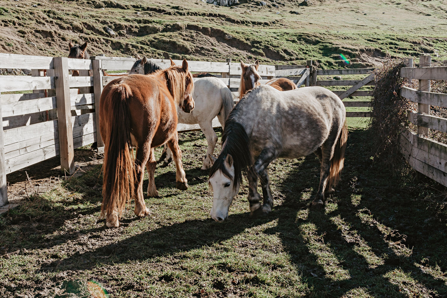 Cuadra Sobia rutas a caballo