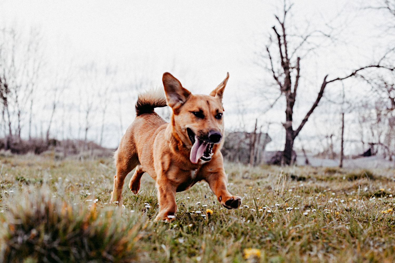 Perro saltando