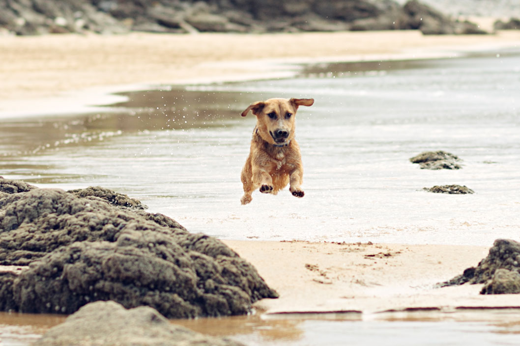 Más playas para perros