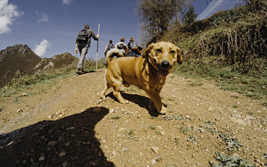 Un año con Chido: aventuras de un Fitoria Retriever