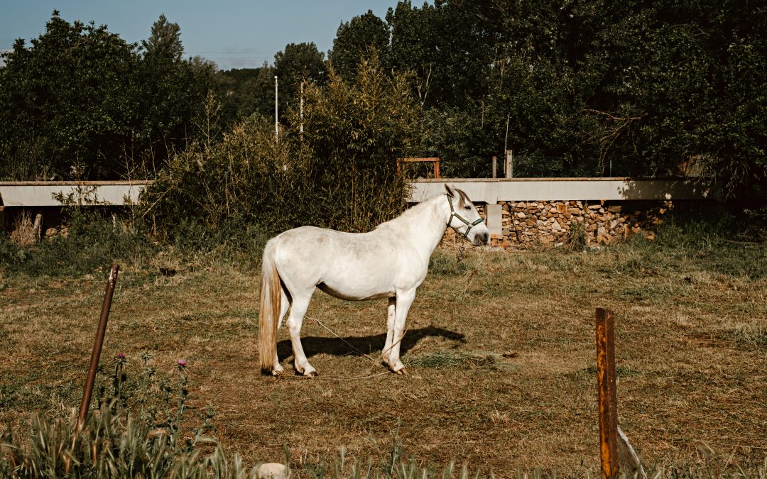 Fotografía de un caballo