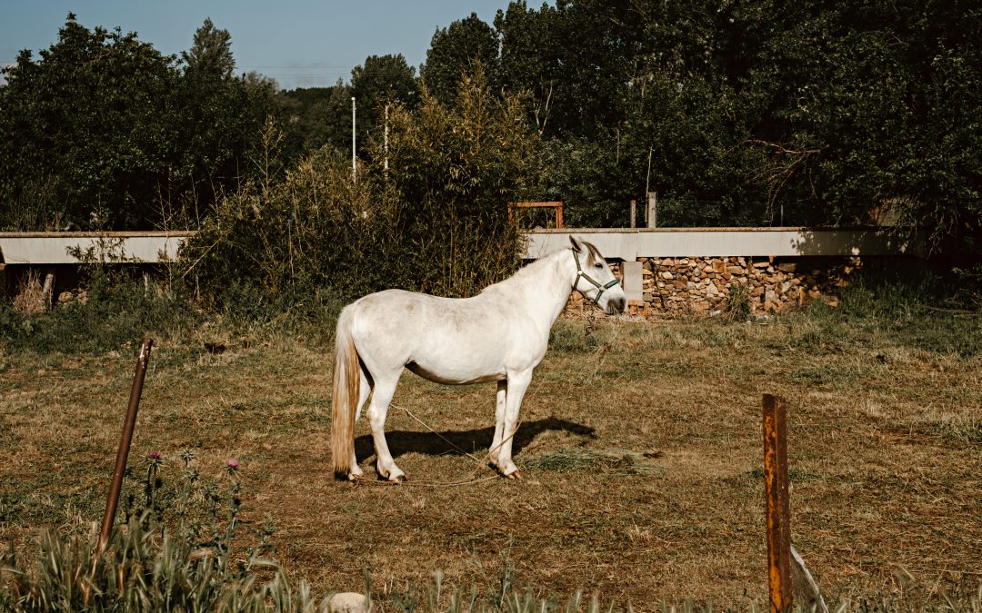 Road trip, flores y un caballo