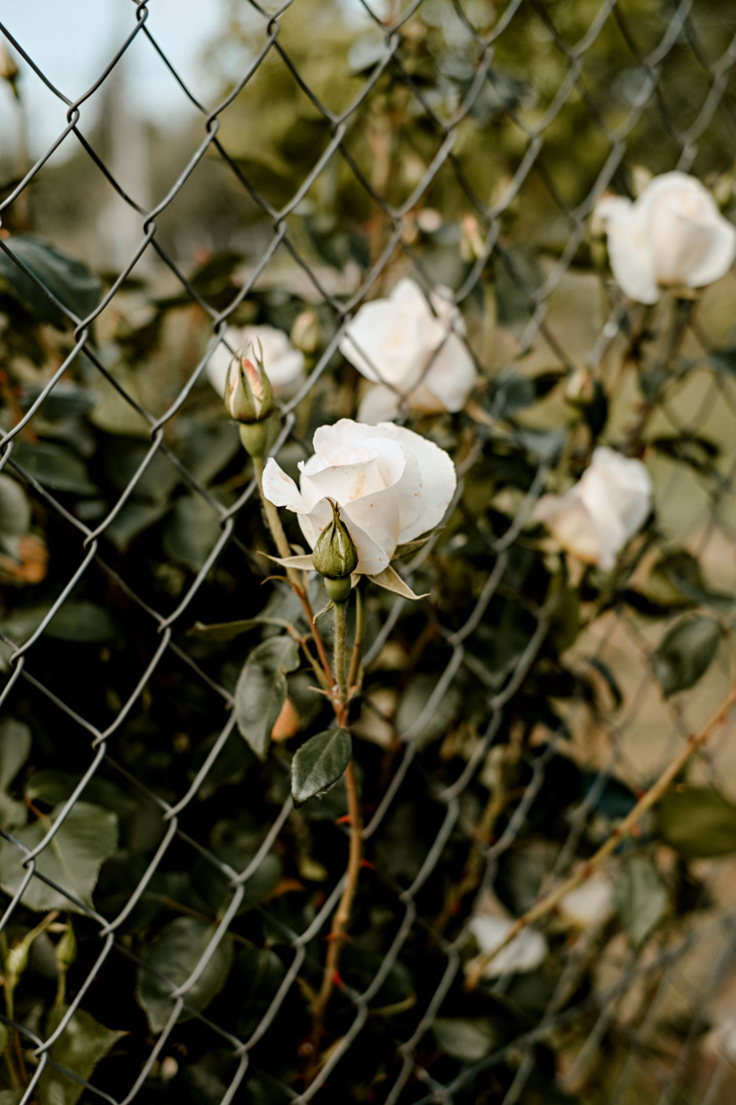 Fotografía de flores 