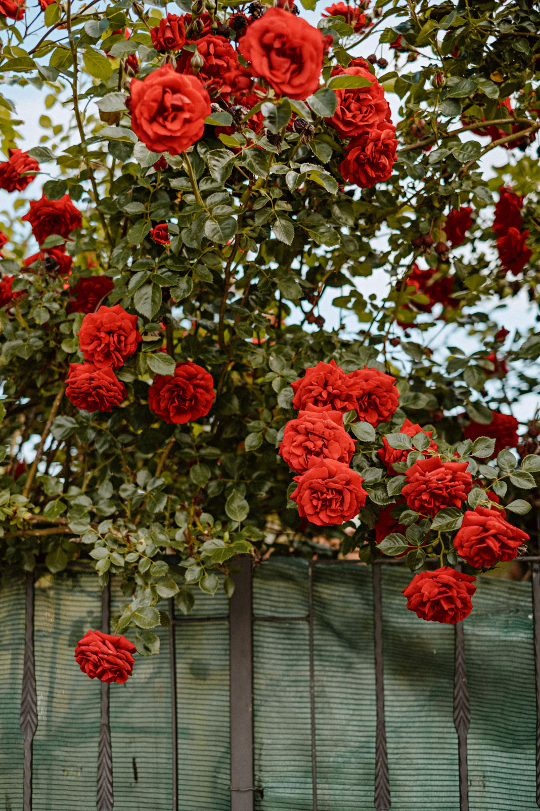 Fotos de un rosal