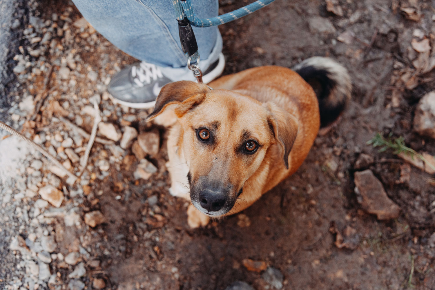 Fotografía de mascotas