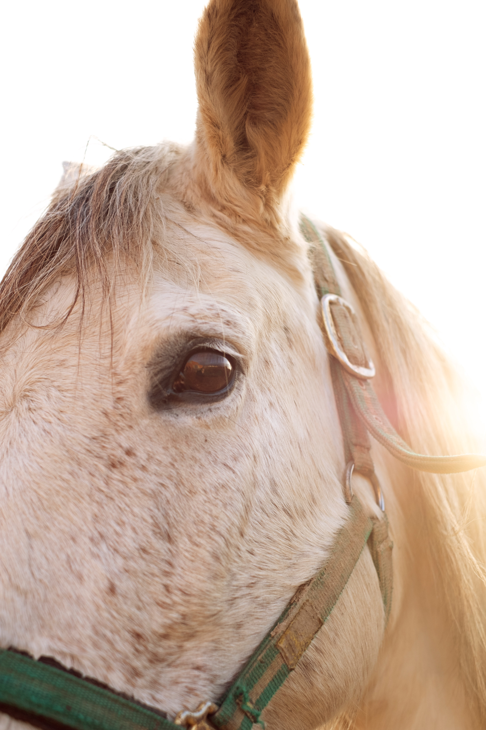 Fotografía de caballo