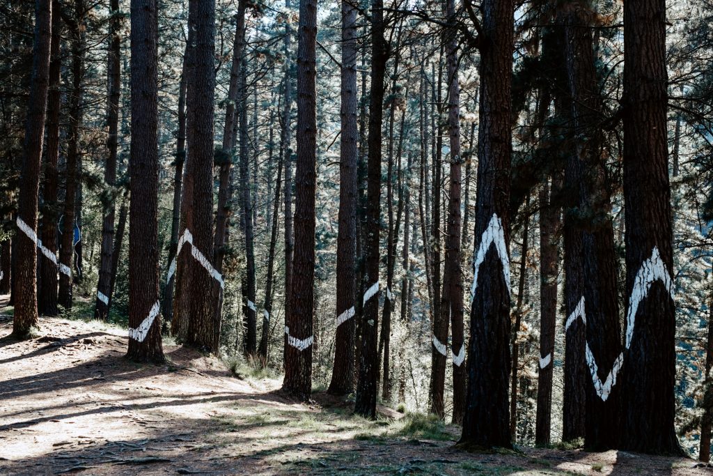 Ver el Bosque de Oma