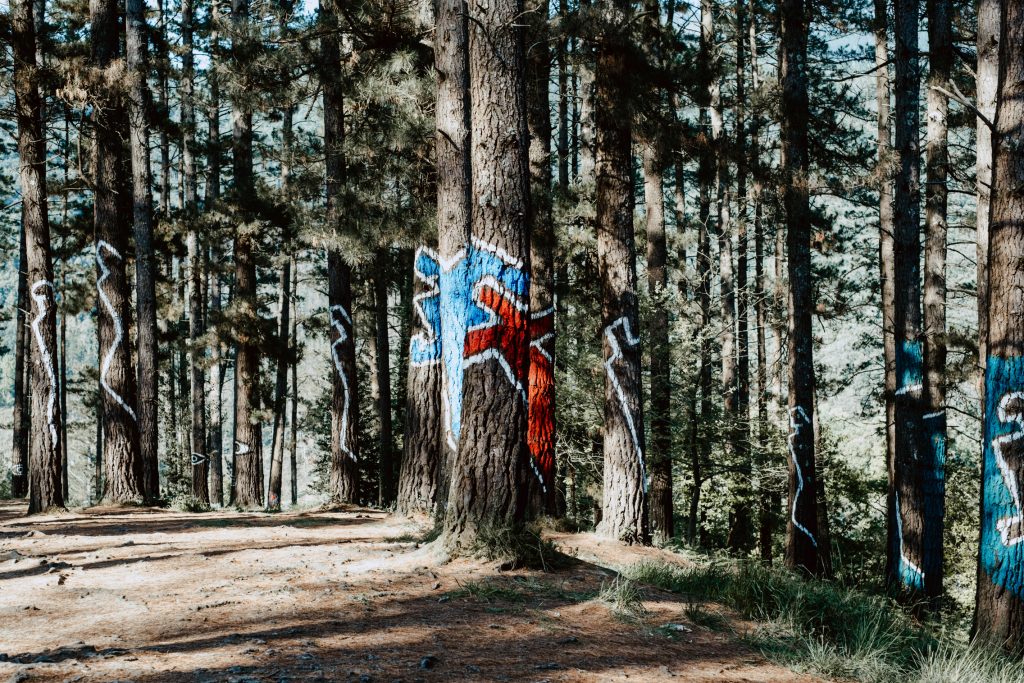 Visitar el Bosque de Oma