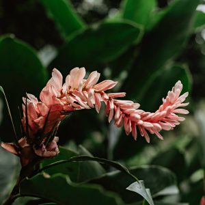 Foto decorativa de flor tropical