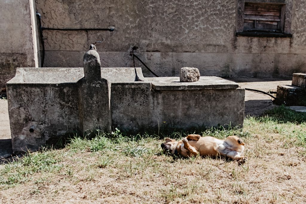 Perro revolcándose