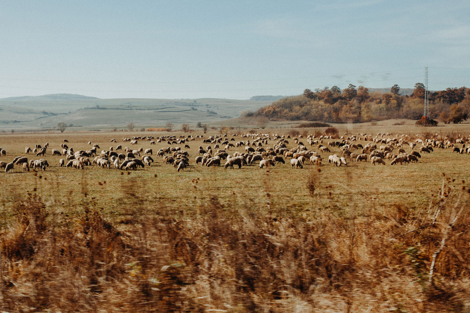 Romanian fields